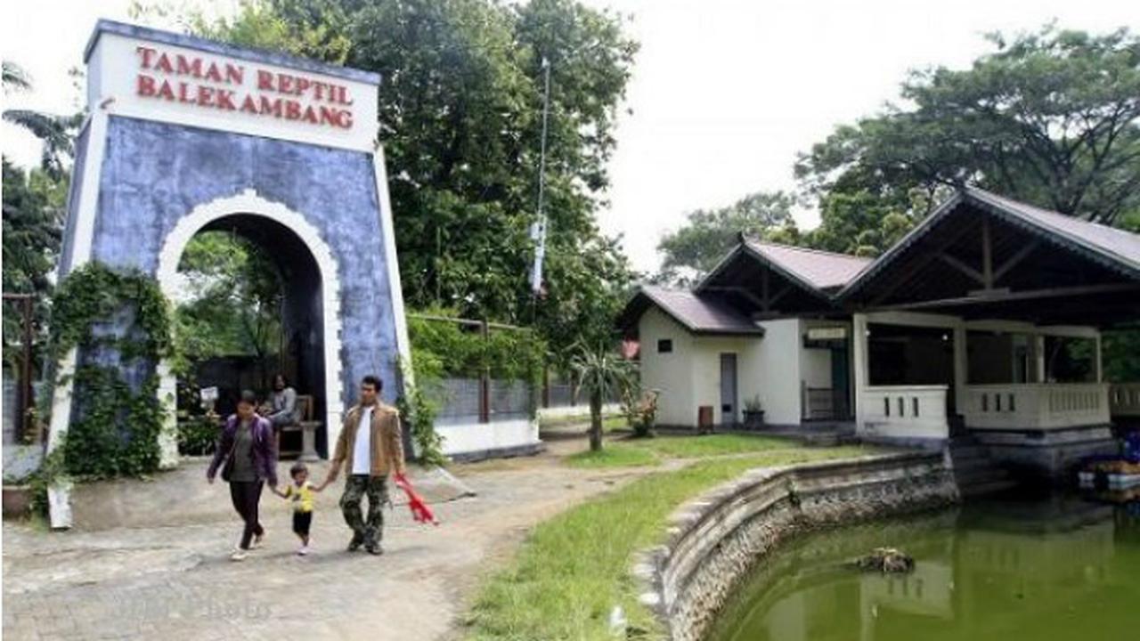 Rusa Menyeruduk Pengunjung Taman Balekembang Solo