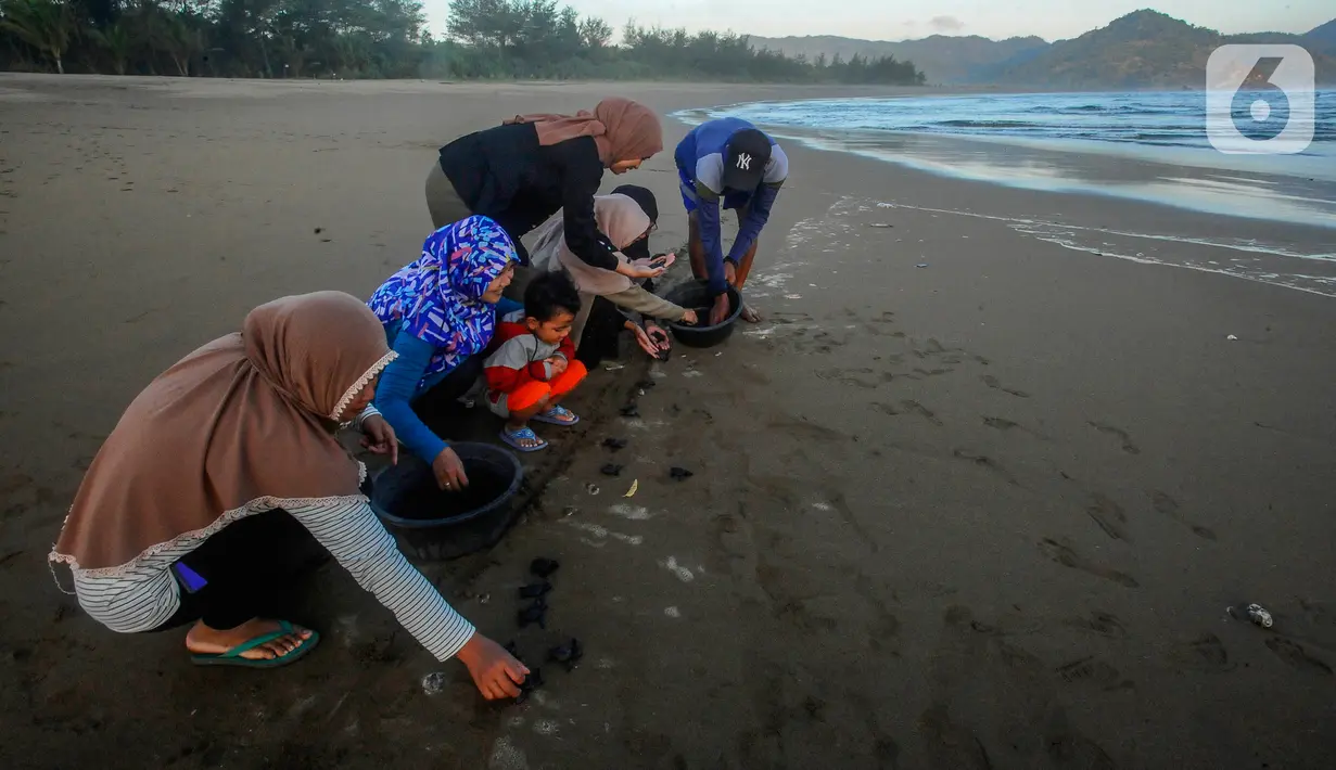 Penyu laut yang biasa ditemukan di Pantai Kili-Kili ada empat jenis yaitu Penyu Lekang, Penyu Hijau, Penyu Sisik, dan Penyu Belimbing. (merdeka.com/Arie Basuki)