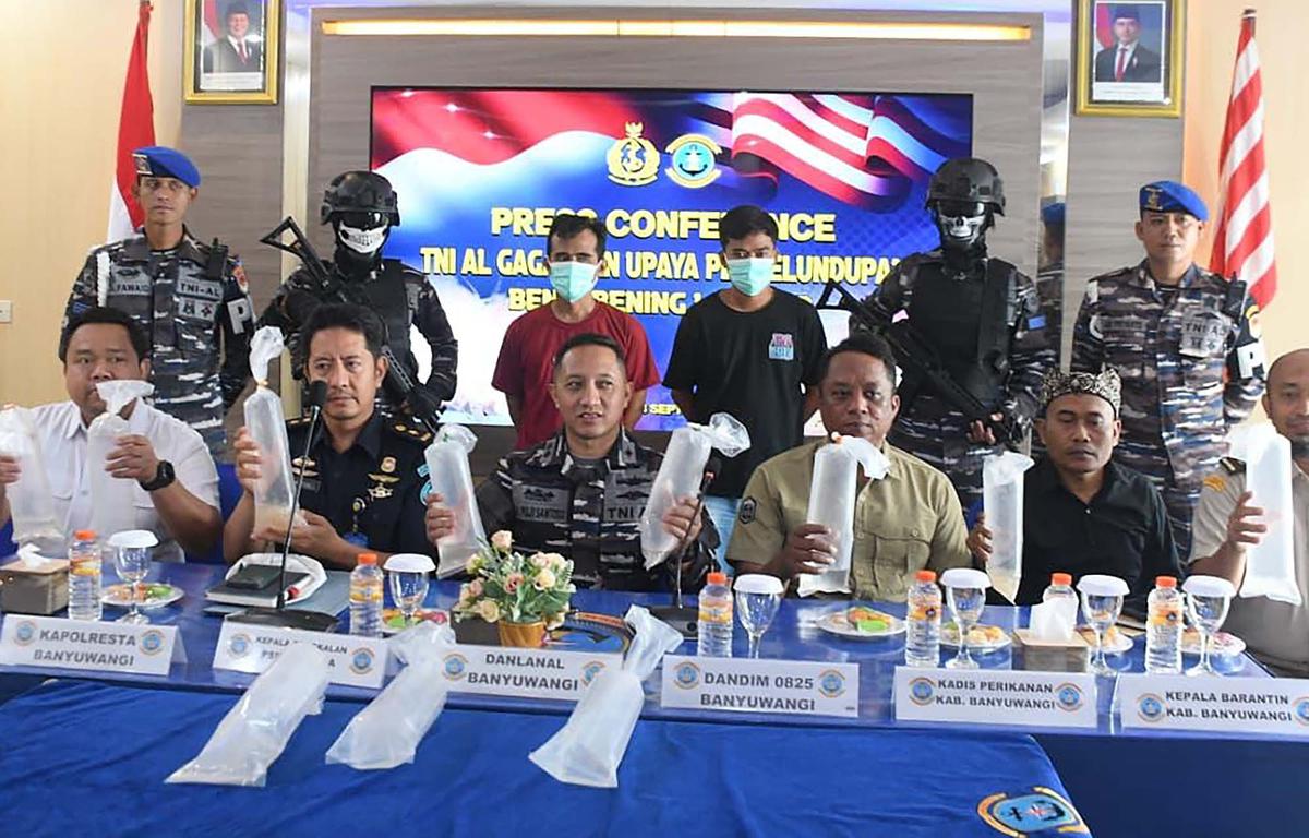 FOTO: TNI AL Gagalkan Penyelundupan 85 Ribu Benih Lobster di Banyuwangi