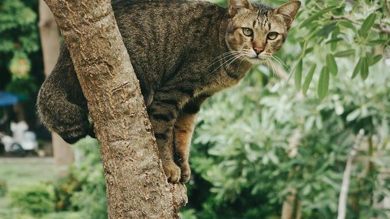 Dalam menghadapi kucing yang hilang, penting untuk tetap tenang, mencari informasi, dan memberikan dukungan pada anak-anak yang mungkin merasa kehilangan teman mereka.