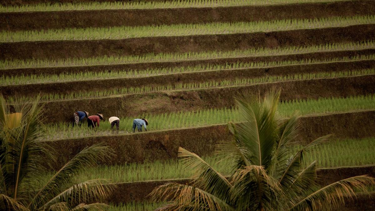 Akses Keuangan Penting Bagi Petani untuk Bisa Naik Kelas