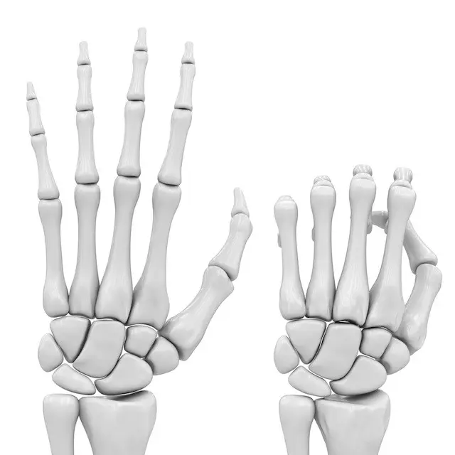 tulang-tulang jari