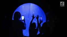 Pengunjung melihat ubur-ubur di Wahana Jellyfish Sphere di SeaWorld Ancol, Jakarta, Selasa (25/12). Sea World menjadi tempat wisata alternatif warga menghabiskan libur Natal 2018. (Liputan6.com/Faizal Fanani)