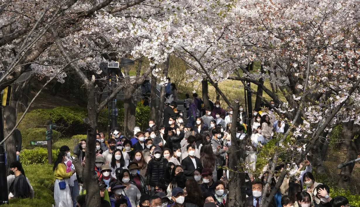 Orang-orang yang memakai masker  berjalan di bawah bunga sakura yang mekar penuh di sebuah taman di Seoul, Korea Selatan, Rabu, 6 April 2022. Musim semi telah tiba, saatnya berburu bunga sakura yang bermekaran. (AP Photo/Ahn Young-joon)