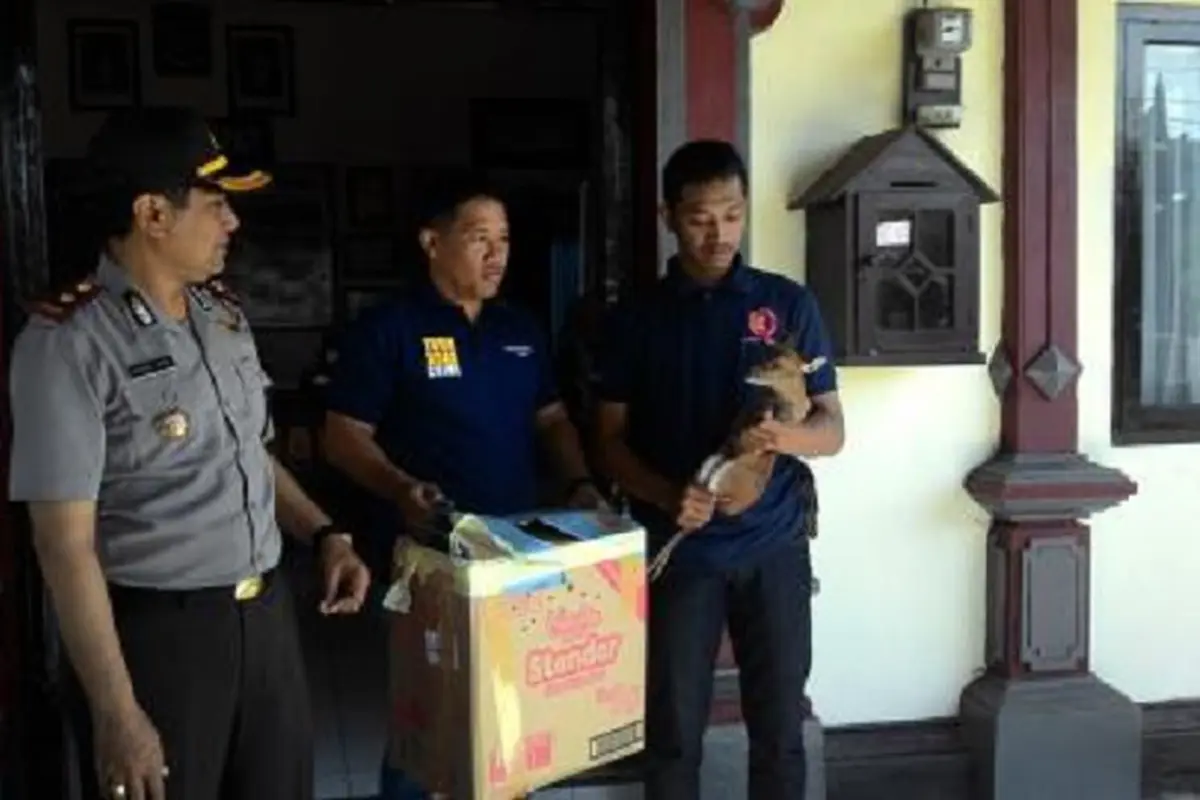 Lubang Kecil Bongkar Penyelundupan Anak Kijang ke Bali 