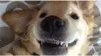 Kawat gigi ini berguna bagi anjing lucu tersebut untuk menutup mulutnya agar lebih rapat.
