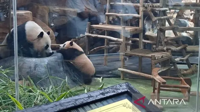 Bayi Panda Rio Kini Bisa Dikunjungi di Taman Safari Indonesia Bogor, Simak Aturan Berkunjungnya
