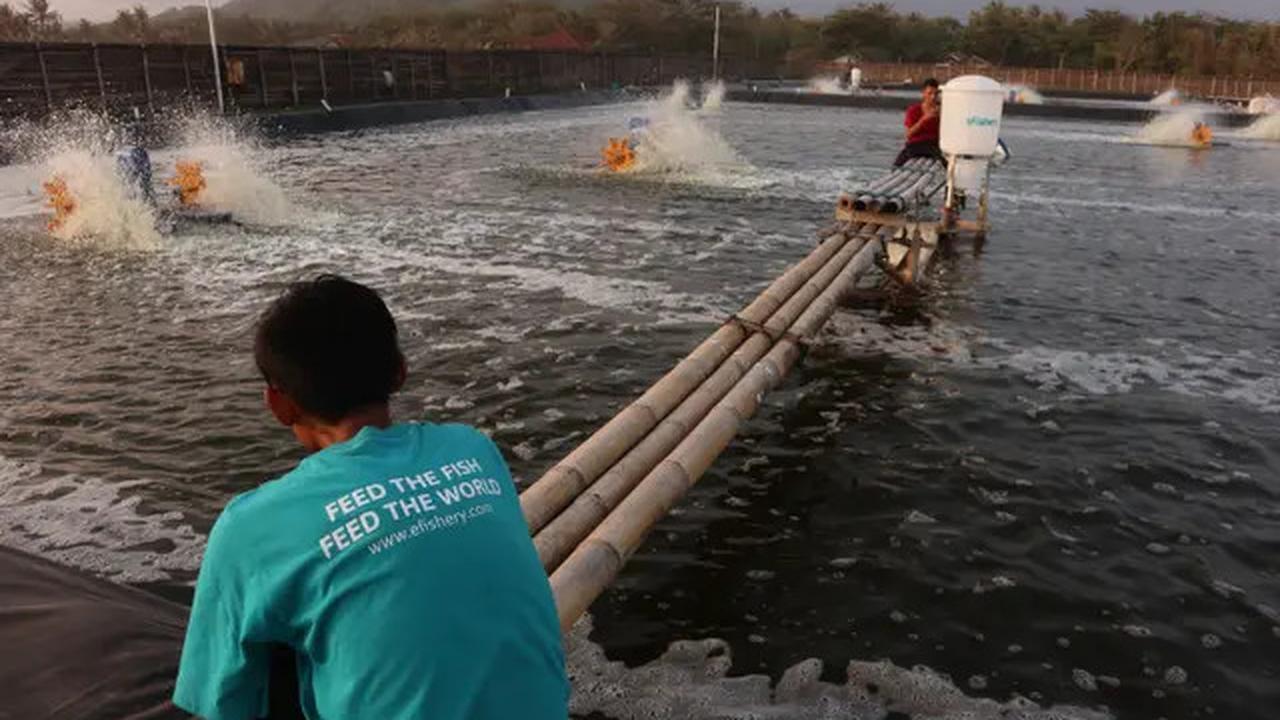 Kronologi Dugaan Penggelapan Dana eFishery Capai Rp9,7 Triliun
