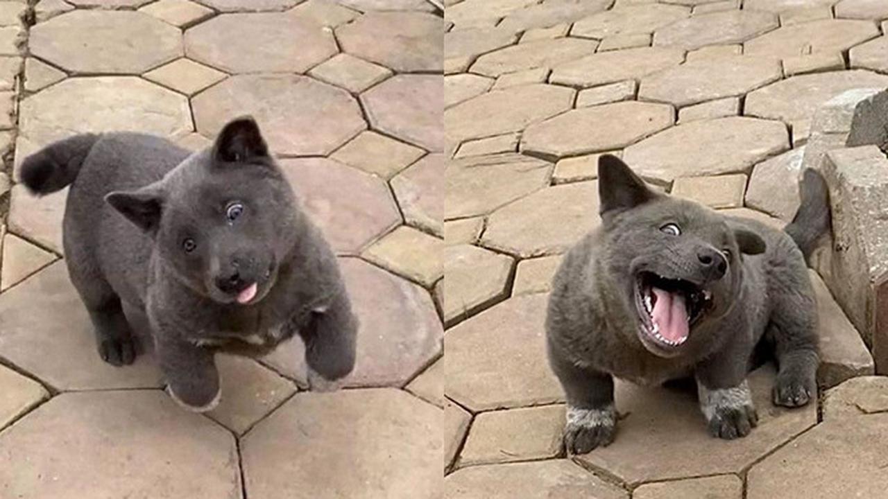 Viral, 7 Ekspresi Konyol Anjing Ini Sukses Bikin Gemas Netizen