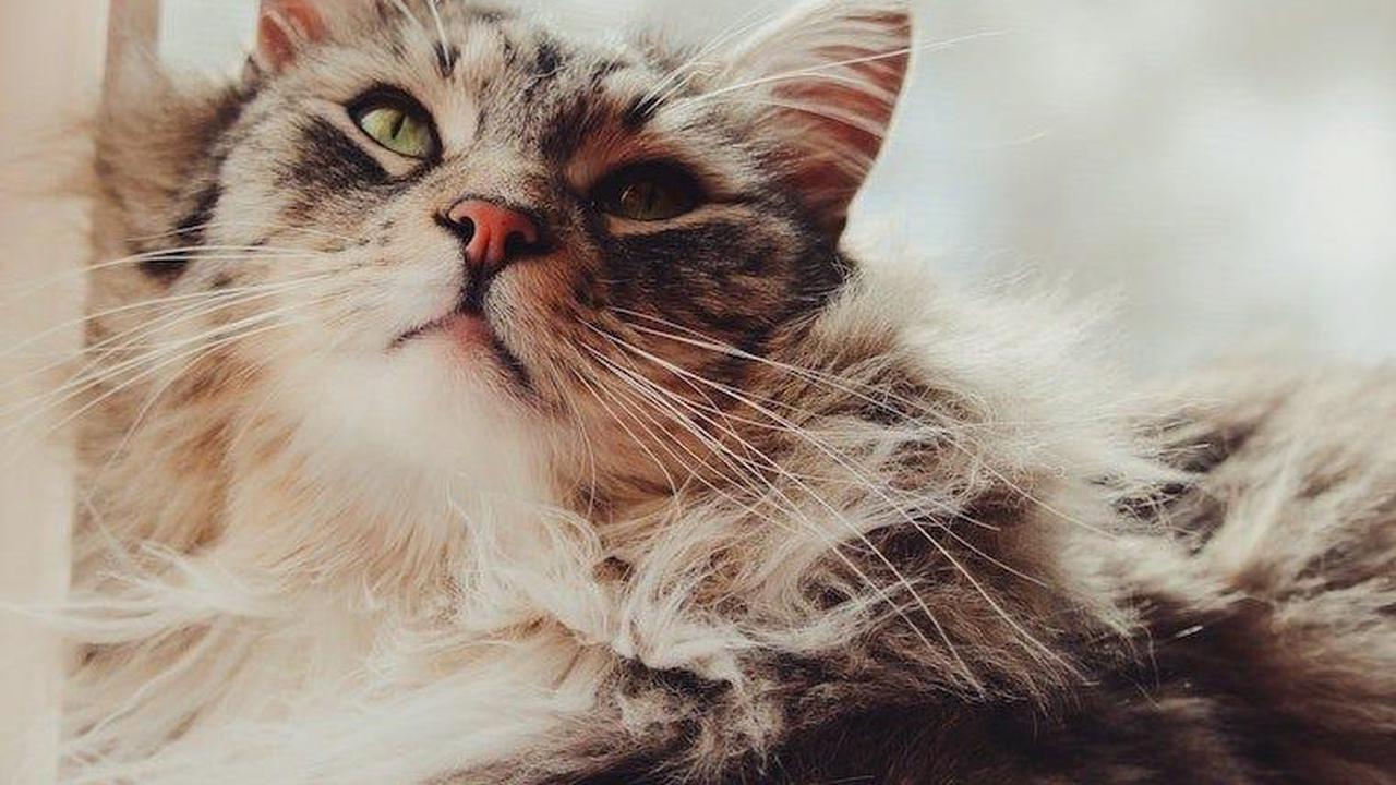 Ilustrasi Kucing Moggy