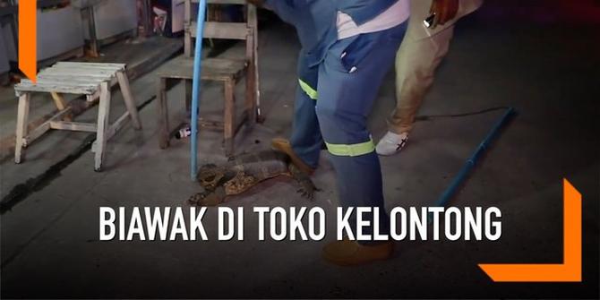 VIDEO: Heboh Biawak Besar Muncul di Toko Kelontong