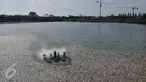 Ribuan ikan mati dan terapung di Danau Citra 6 Perumahan Citra Garden City, Kalideres, Jakarta, Sabtu (19/12). Ribuan ikan mati diduga akibat fenomena alam yaitu perubahan cuaca yang ektrim sehingga merusak ekosistem danau. (Liputan6.com/Gempur M Surya)