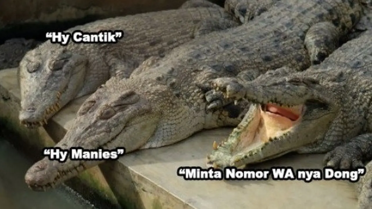 meme buaya darat