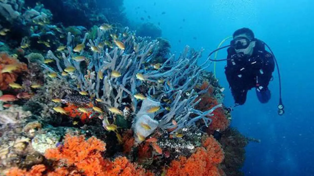 Trik Tepat Tuk Dapatkan Foto Underwater yang Kece