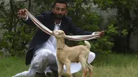 Peternak, Mohammad Hassan Narejo, memperlihatkan telinga anak kambing Simba, di Karachi pada 6 Juli 2022. Seekor anak kambing dengan telinga yang sangat panjang telah menjadi semacam bintang media di Pakistan. (Asif HASSAN / AFP)