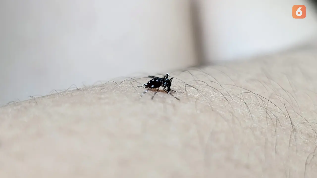 6 Solusi Tata Laksana Infeksi Dengue Menurut Pakar