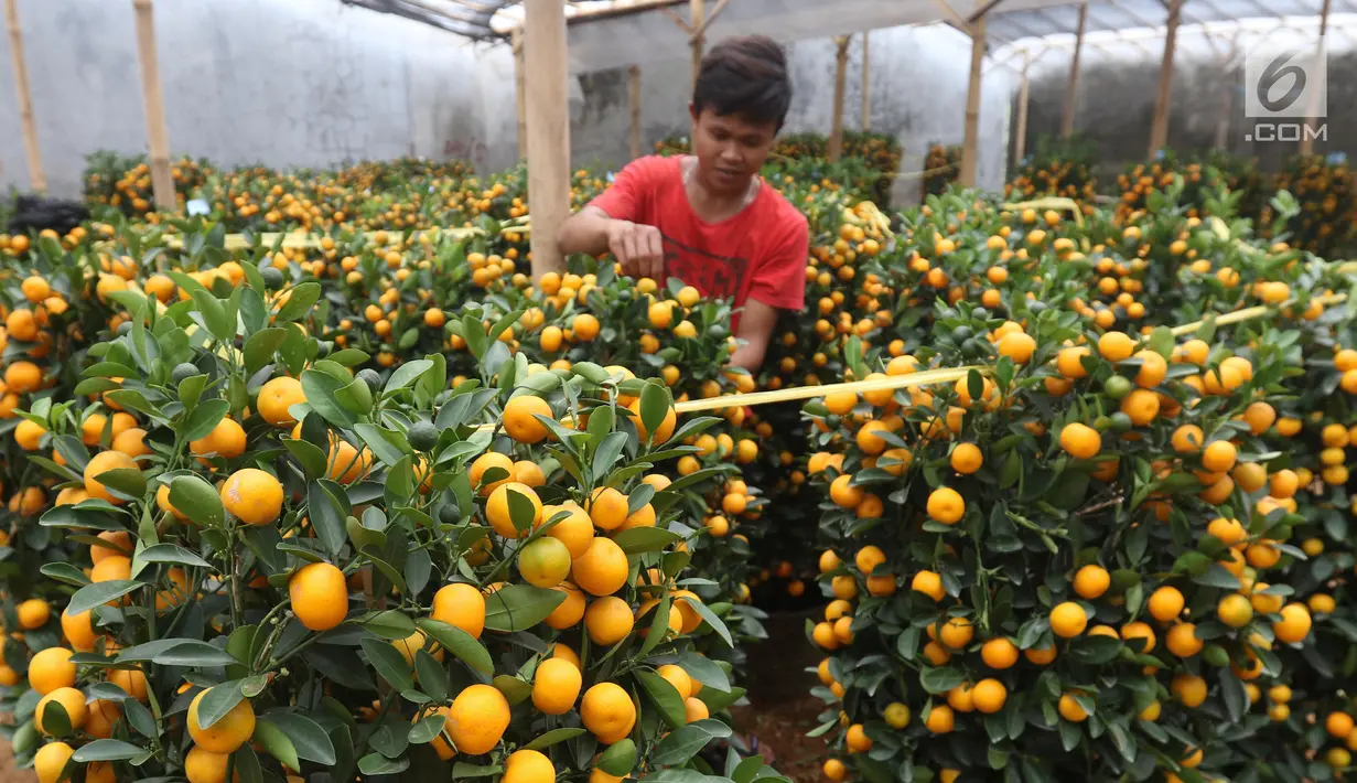 Pekerja menata jeruk kim kit atau jeruk Imlek di Meruya, Jakarta Barat, Sabtu (26/1). Jeruk tersebut didatangkan langsung dari China. (Liputan6.com/Angga Yuniar)