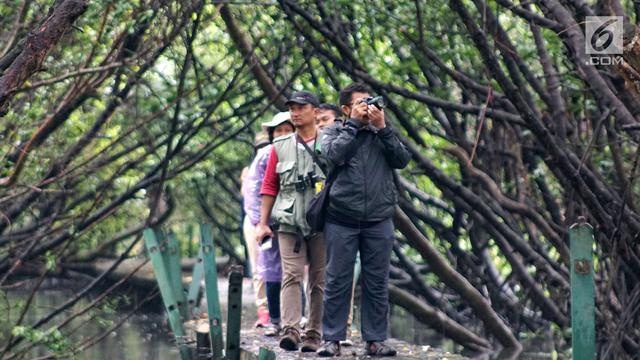 Taman Wisata Alam Mangrove Angke Kapuk, Alternatif Liburan Di Jakarta - Hot Liputan6.Com