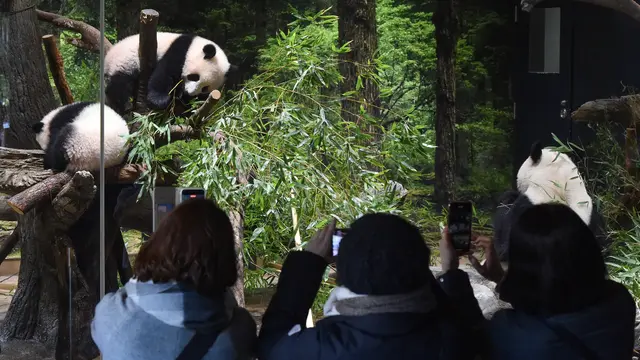 Panda kembar lahir di kebun binatang Tokyo membuat debut publik