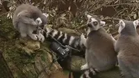 [VIDEO] Lucunya Seekor Lemur Narsis Berfoto Selfie