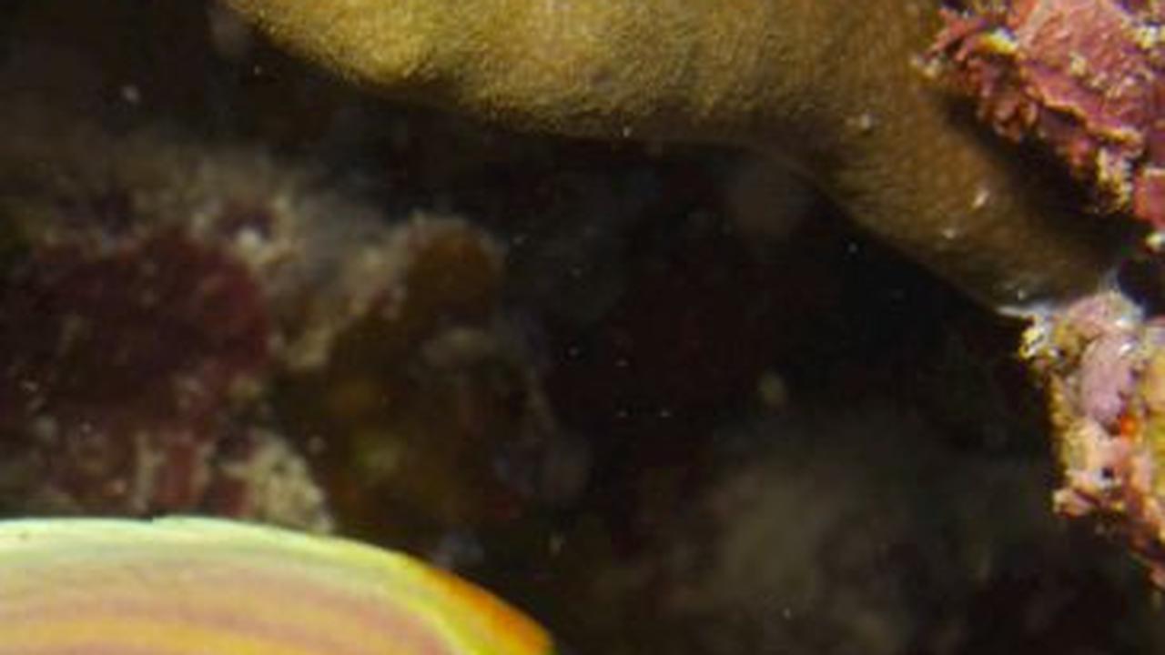 4. Butterflyfish (Chaetodontidae)<br>