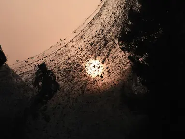 Laba-laba terlihat di  jaring mereka yang menutupi jalan di samping danau Vistonida, utara Yunani, 18 Oktober 2018.  Fenomena langka ini disebabkan meningkatnya populasi laba-laba yang dipicu banyaknya ketersediaan makanan di sana. (Sakis MITROLIDIS/AFP)