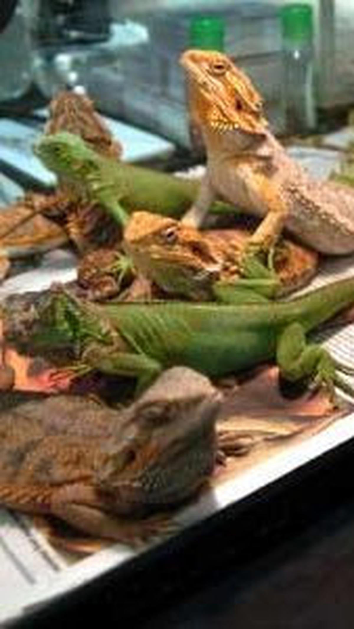 5. Bearded Dragon