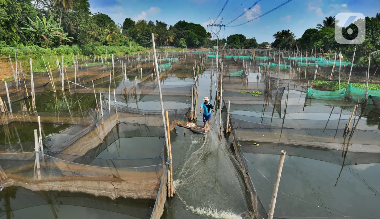 Petani menjala ikan mujair untuk dijual diantara keramba ikan hias di Situ Telaga Biru, Ciseeng, Bogor, Selasa (15/09/2020). Sebelum pandemi COVID-19, petani ikan hias mampu mendapatkan penghasilan Rp 5 juta - Rp 7 juta dan kini hanya Rp 500 ribu - Rp 700 ribu per bulan. (merdeka.com/Arie Basuki)