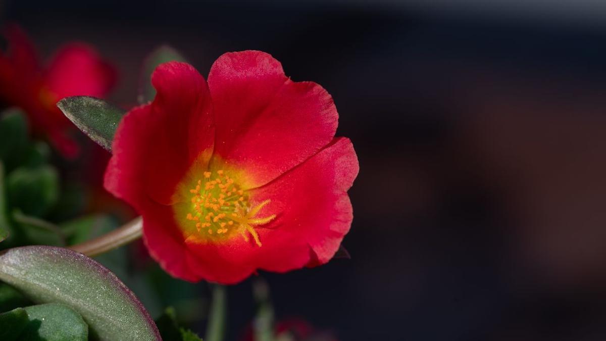 Portulaca