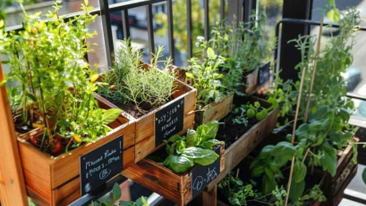 Ilustrasi Taman di Balkon Minimalis dengan Pot Unik (©Pinterest)