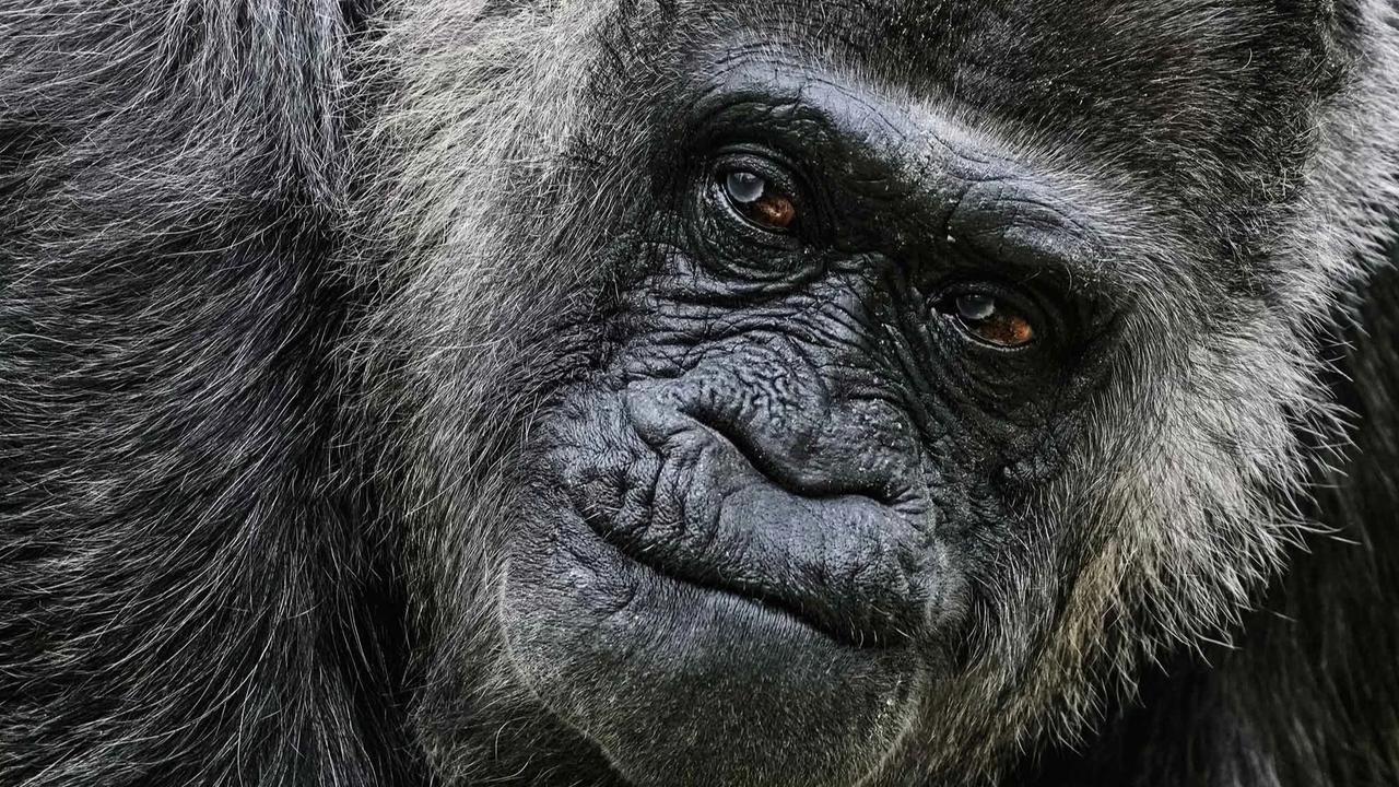 FOTO:  Momen Ulang Tahun ke 69 Fatou,  Gorila Tertua di Dunia