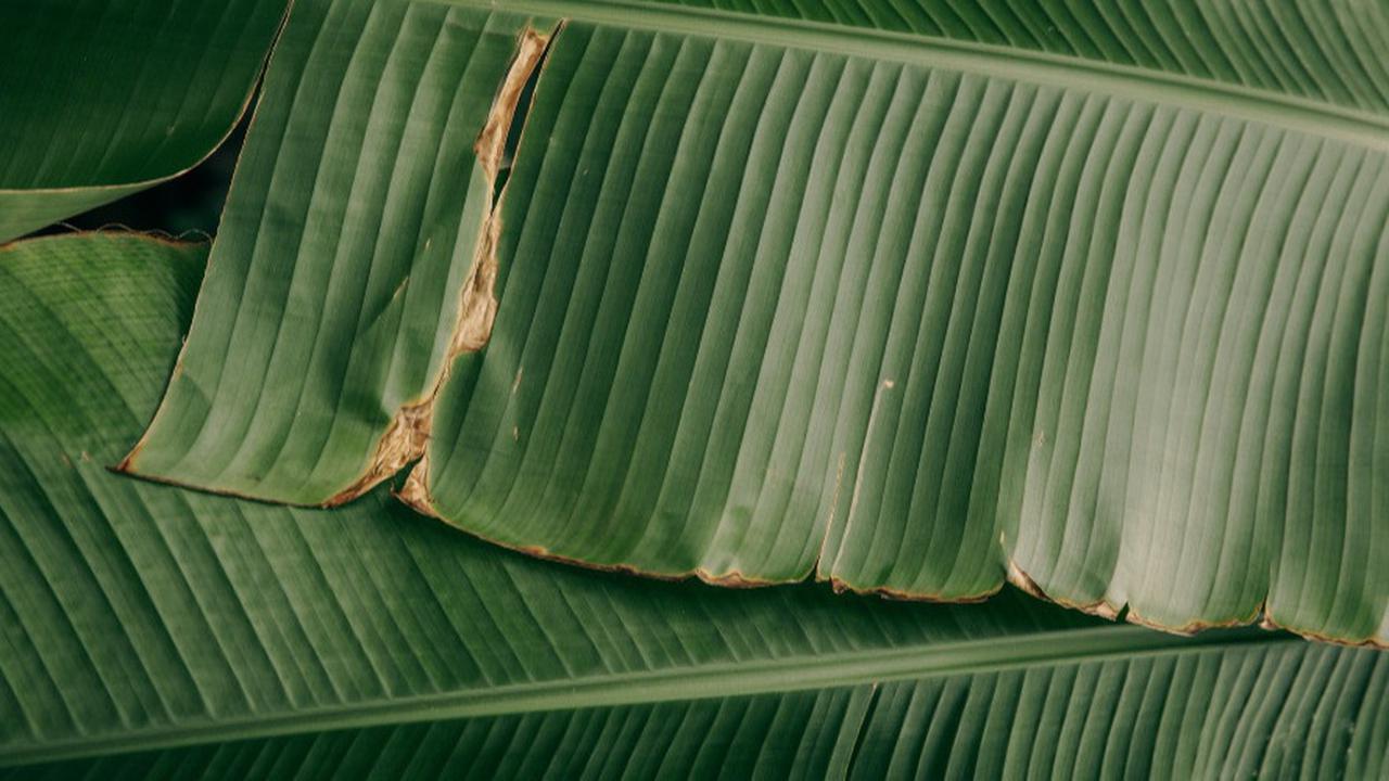 Tips Menyimpan Daun Pisang agar Tahan Lama, Simak Trik Jitu Ini