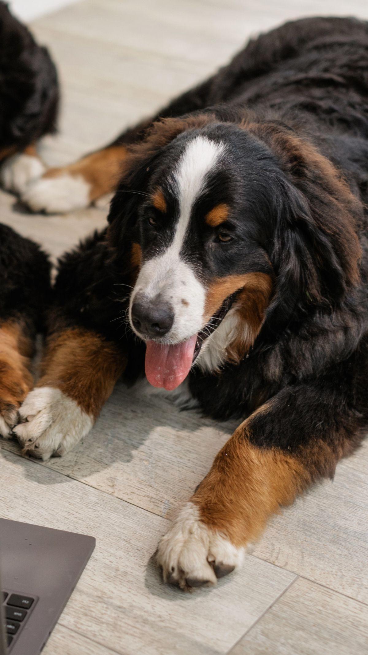 Ide Nama Anjing Jantan<br>