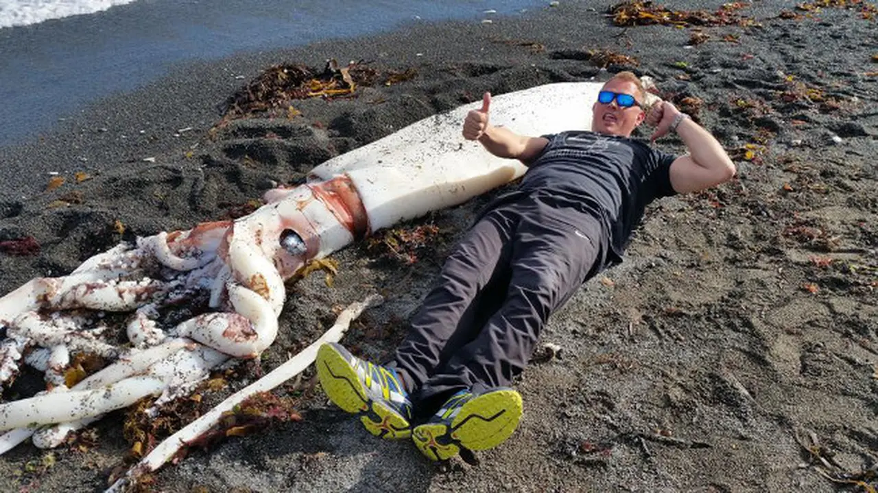 Cumi-cumi Raksasa Terdampar di Pantai New Zealand
