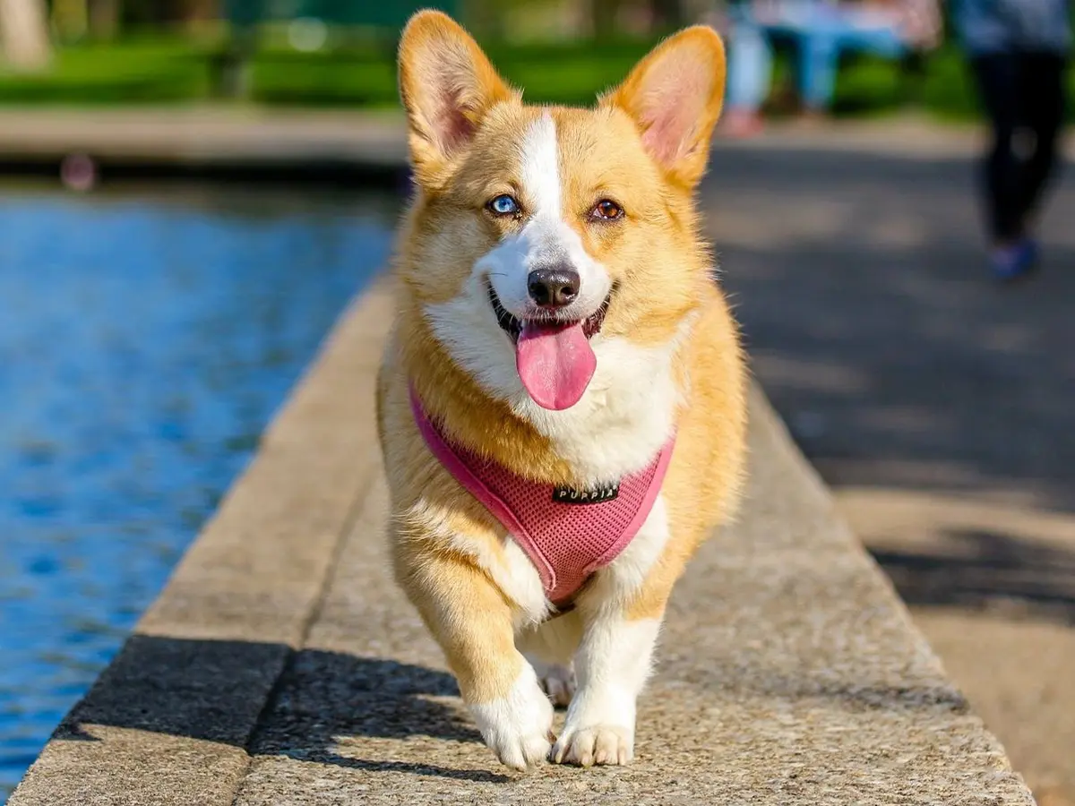 Suka Anjing Corgi, Seperti Ini Kepribadianmu! - Lifestyle Fimela.com