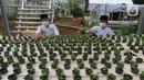 Santri memanen bayam usai memperingati Hari Santri Nasional di Kebun Gizi Hidroponik, Pesantren Hidayatullah Depok, Jawa Barat, Kamis (22/10/2020). Beragam sayur dikelola secara mandiri oleh para santri dengan nilai panen mencapai 1,2 ton atau sekitar Rp 20 juta per bulan. (merdeka.com/Arie Basuki)