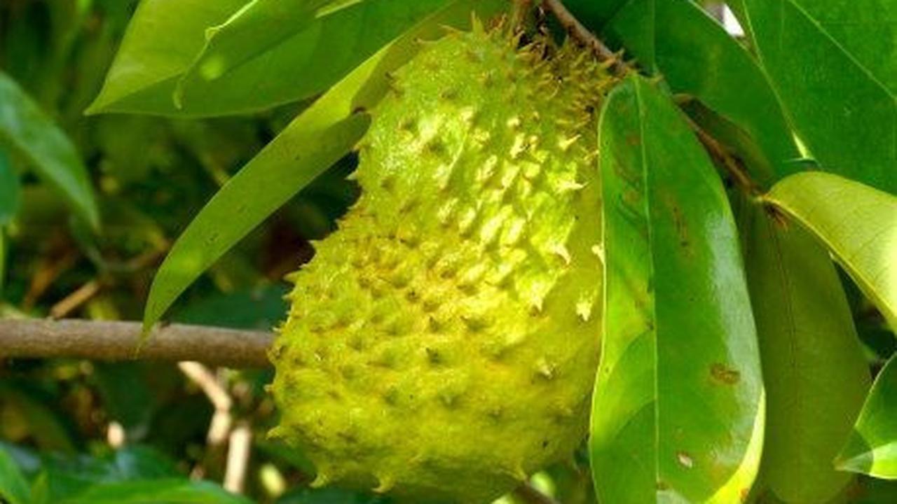 Misalnya, vitamin C yang dapat meningkatkan kesehatan dan kekebalan tubuh. Tidak hanya buahnya, daun buah ini juga kaya manfaat.