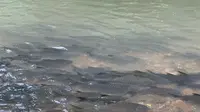 Wisata Fish Spa di Sungai Luanti, Ranau, Sabah, Malaysia.