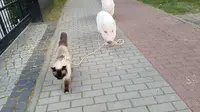 Dalam video lucu tersebut, tampak seekor babi yang menuntun seekor kucing sambil berjalan-jalan sore. 