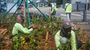 Petugas Dinas Kehutanan DKI Jakarta menanam tanaman hias bougenville di sepanjang Jalan Sudirman, Jakarta, Selasa (19/11/2019). Selain agar Jakarta semakin hijau dan lestari, penanaman tersebut juga untuk menekan polusi udara Ibu Kota. (Liputan6.com/Faizal Fanani)