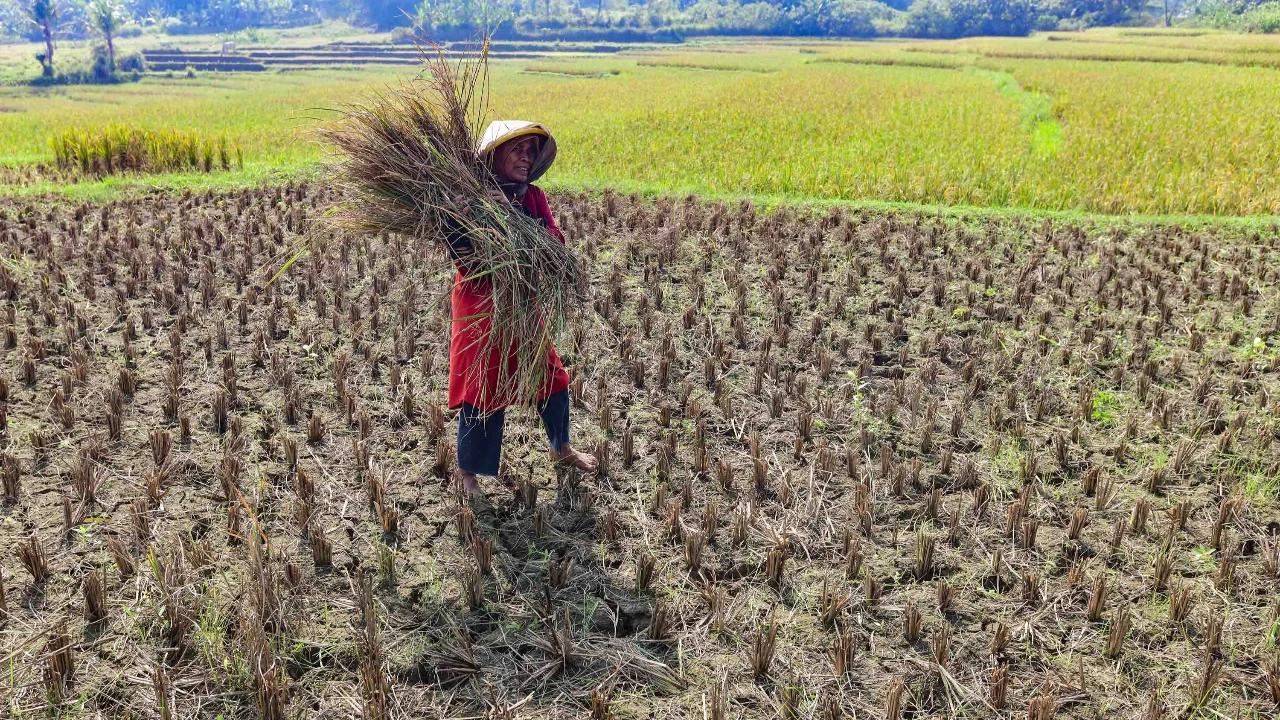 FOTO: Wereng dan Kekeringan Picu Gagal Panen di Jonggol