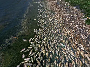 Gambar udara menunjukkan ikan mas mati mengapung ke waduk al-Qaraoun di Distrik Beqaa Barat, Lebanon pada 29 April 2021. Berton-ton ikan mati terdampar di sebuah waduk yang sangat tercemar dalam beberapa hari terakhir. (JOSEPH EID / AFP)