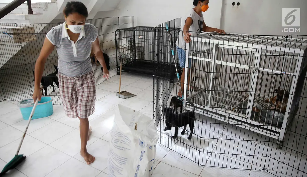 Relawan membersihkan kandang penampungan anjing di Posko Bali Rumah Singgah Satwa, Padangbai, Bali, Senin (4/12). Para relawan berharap agar masyarakat mau mengadopsi anjing-anjing tersebut. (Liputan6.com/Immanuel Antonius)