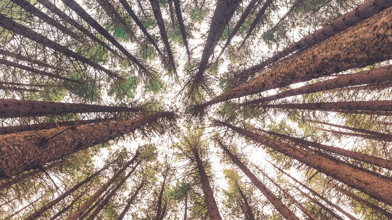Ilustrasi pohon pinus