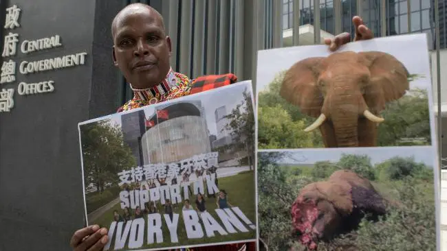 Petugas kehutanan bernama Chris Leadismo dari badan non-pemerintah Save the Elephants menunjukkan foto-foto pembantaian gajah yang dicuri gadingnya. (Sumber AFP/Anthony Wallace)
