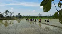 Puluhan pemuda di Desa Denai Lama, Kecamatan Pantai Labu, Kabupaten Deli Serdang, Sumatera Utara (Sumut) didorong menjadi petani berkarakter