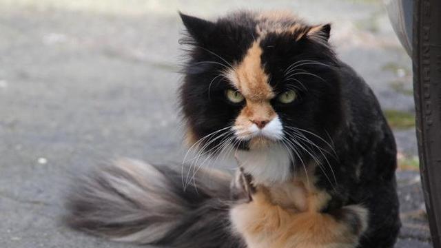 kucing berwajah galak