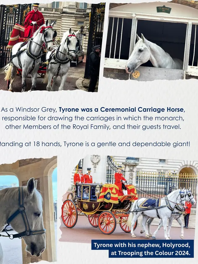 Kuda Kesayangan Ratu Elizabeth II Resmi Pensiun Setelah 14 Tahun Mengabdi, Akhir dari Pengabdian untuk Kerajaan Inggris