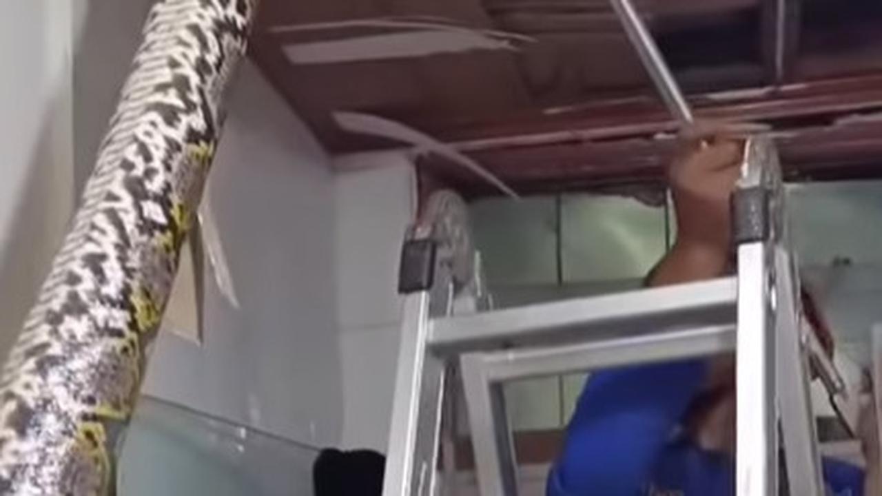 Ngeri Penampakan Ular Piton Raksasa Bersarang Sampai Atap Rumah Warga Depok Dijebol saat Dievakuasi Damkar
