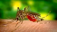 Tips Ampuh Usir Nyamuk dengan Racikan Alami Buatan Sendiri